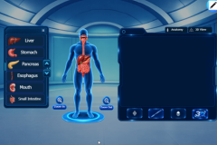 Digestive system