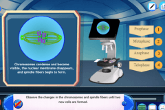Phases of mitosis - Cell cycle