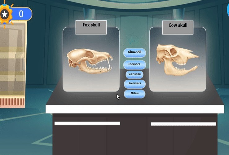 Comparison of mammalian teeth