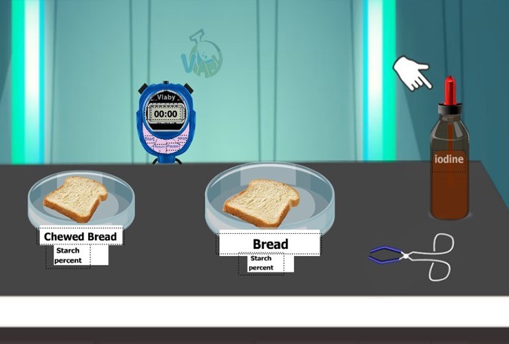 Digestion in the Mouth
