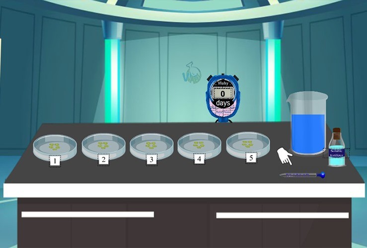 Effect of Fertilizer on Plant Growth