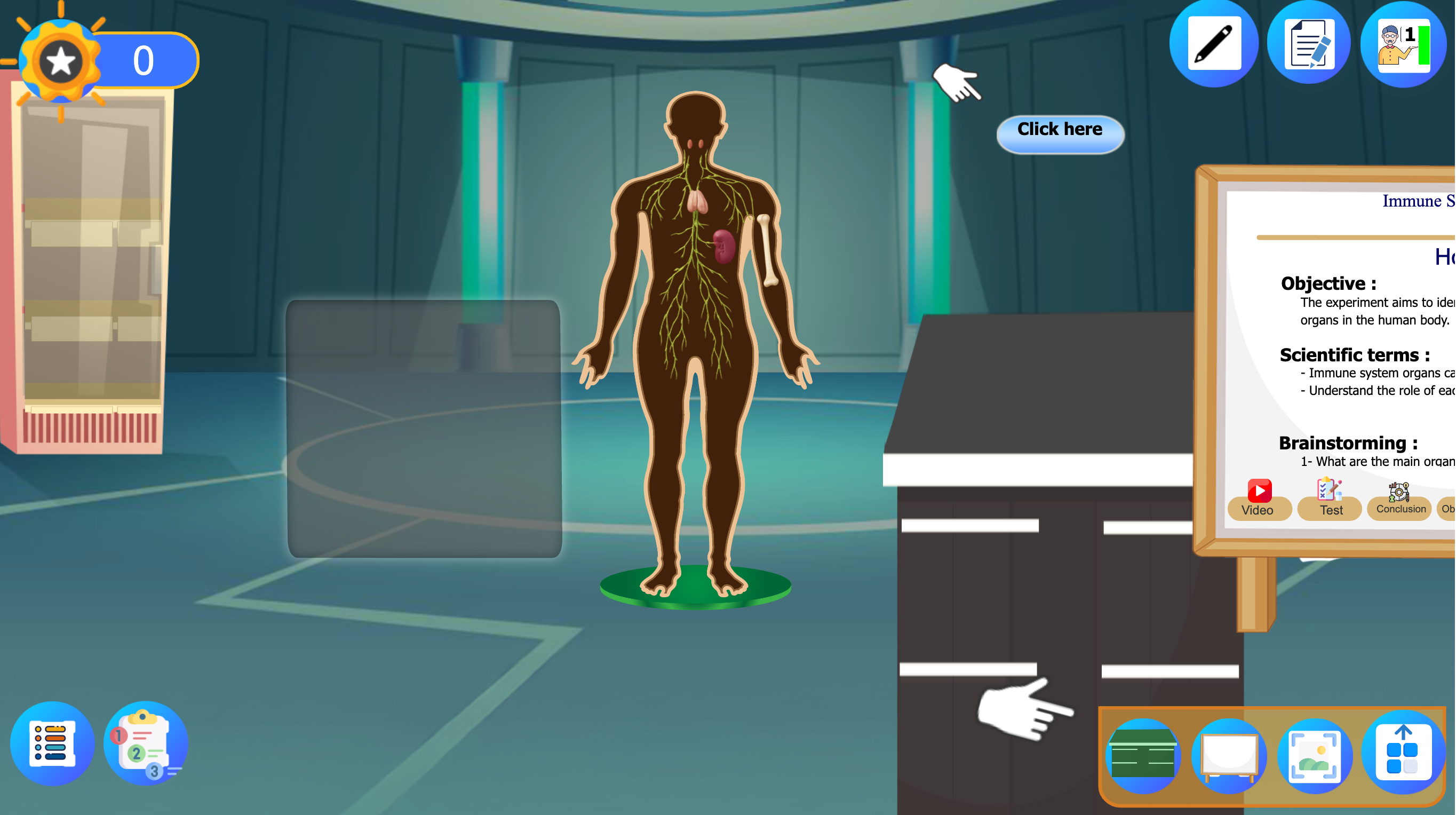 Immune System Organs