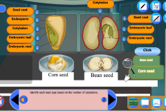 Monocotyledon and Dicotyledon Seeds